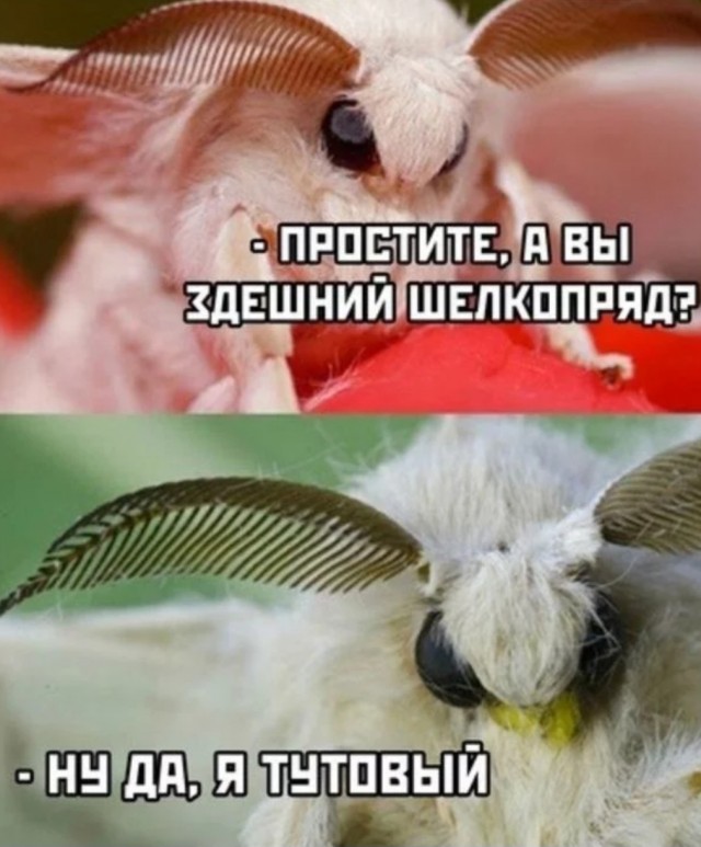 Шёлк