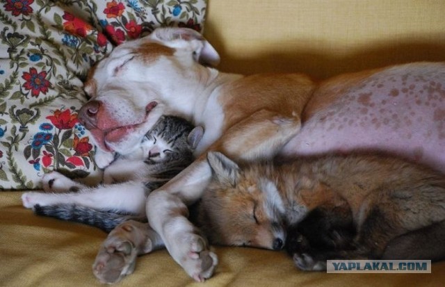 Котовторник 09.04.2013