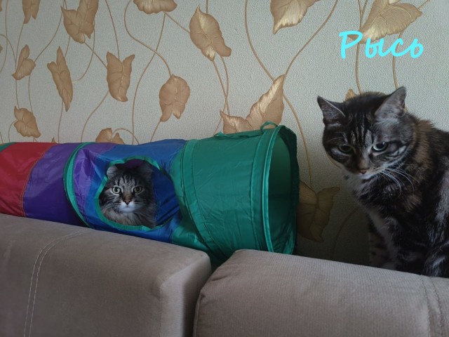 Жизнь домашнего приюта "Котоленд" 413