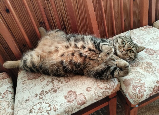 Котовтоник в картинках