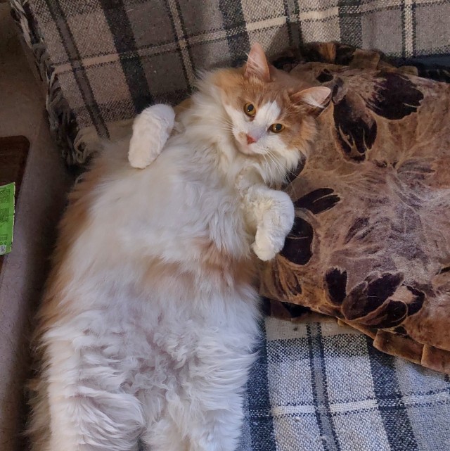 Мой кот