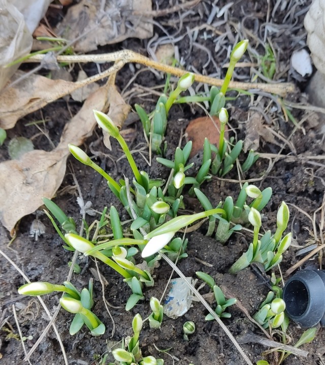 Подснежники