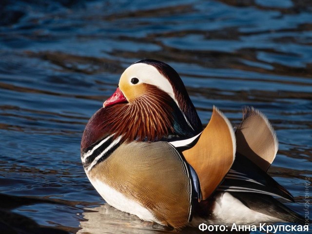 Петербуржцы осудили сестрорецкую крякву за легкомыслие.