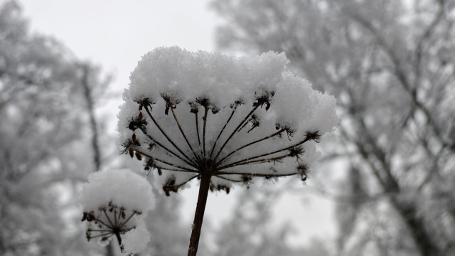 Айгир