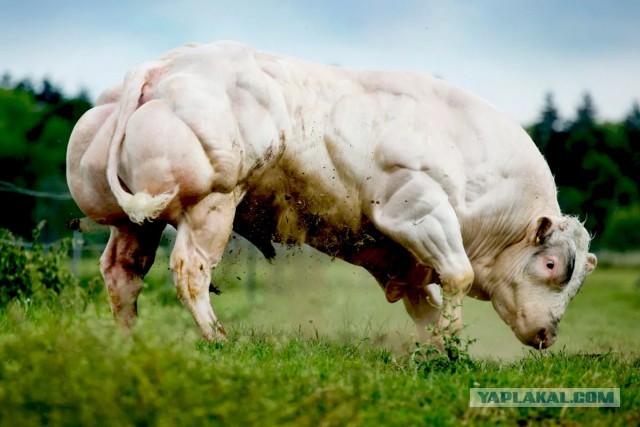 Мастер спорта по пауэрлифтингу избила посетительницу фитнес-клуба из-за занятого
места