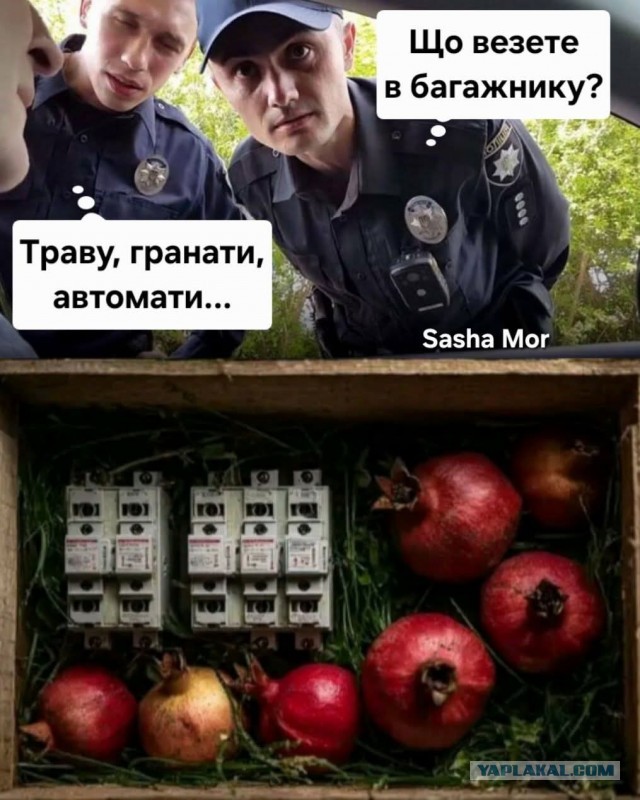 ГИБДДшник потребовал от автолюбителя открыть Телеграм и вбить в поиск слово «трава»