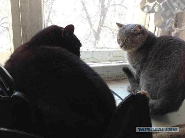 В честь котовторника