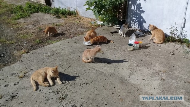 Ну хотя бы у неё не 40, а всего 17 кошек