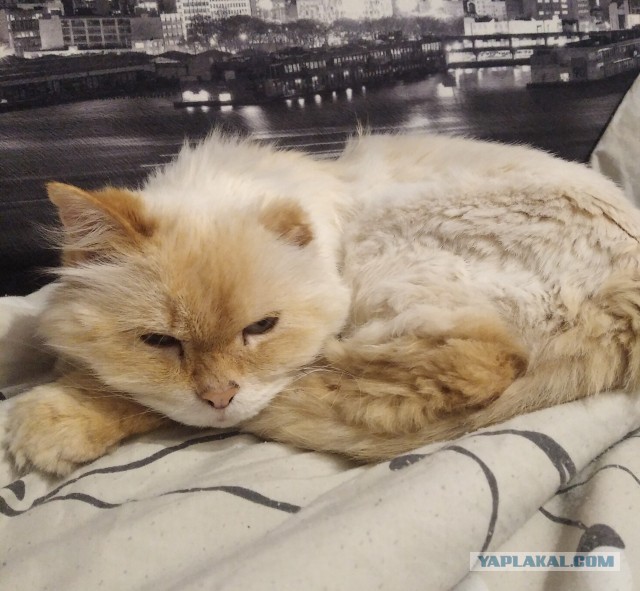 Нет больше друга-котейки. Больно.