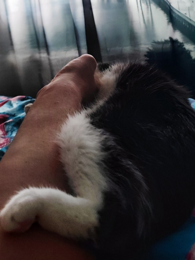 Котовторник