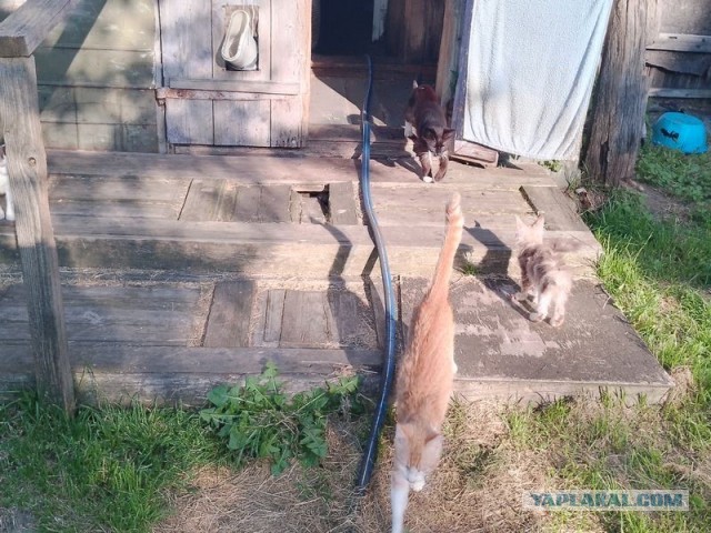 Жизнь домашнего приюта для котеек 579