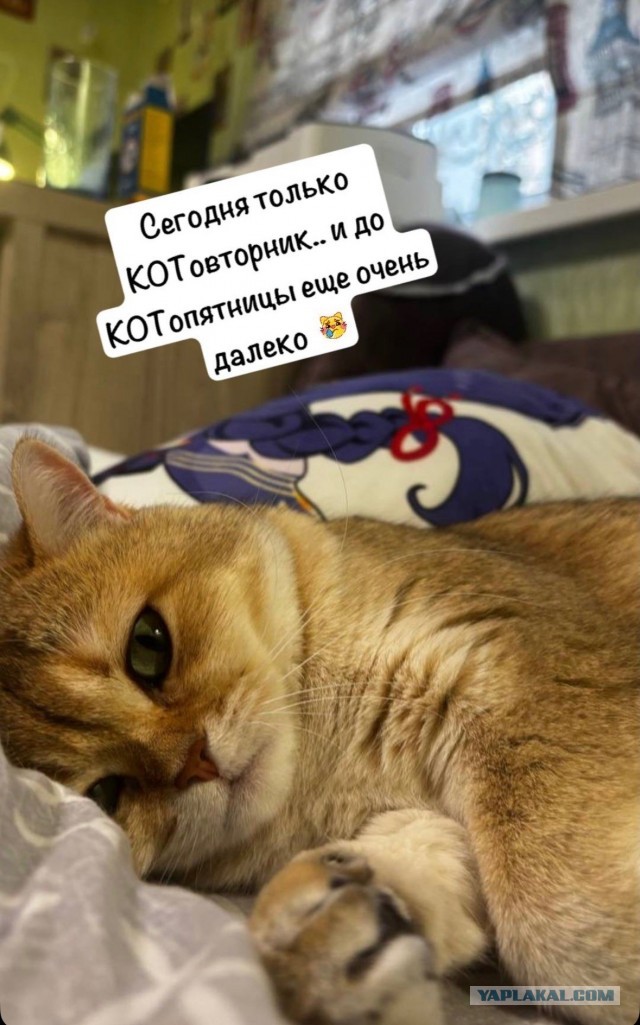 Сегодня только КОТовторник....
