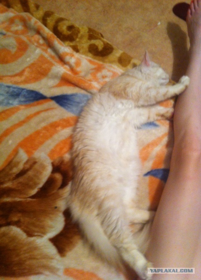 Коты и время