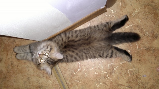 Котейка, который не знает как лежат котейки