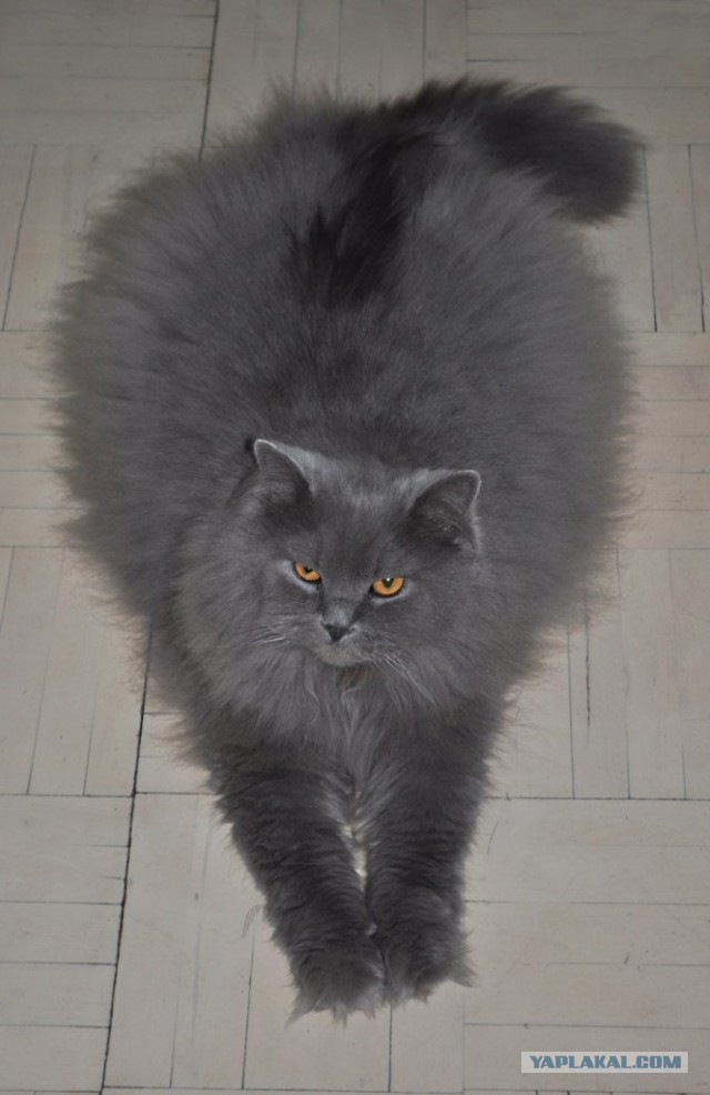 Котовторник  10.12.2013