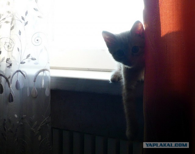 Котовторник  08.07.2014