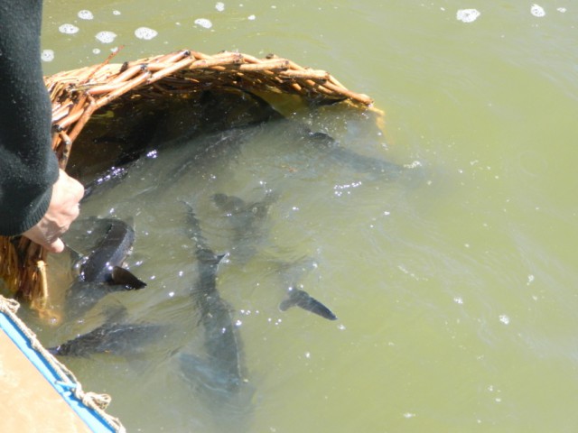 Чувашия. Рыбалка на "платнике" июнь 2014