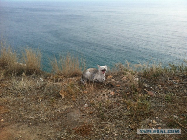 А у тебя есть фото твоей зевающей котейки ?