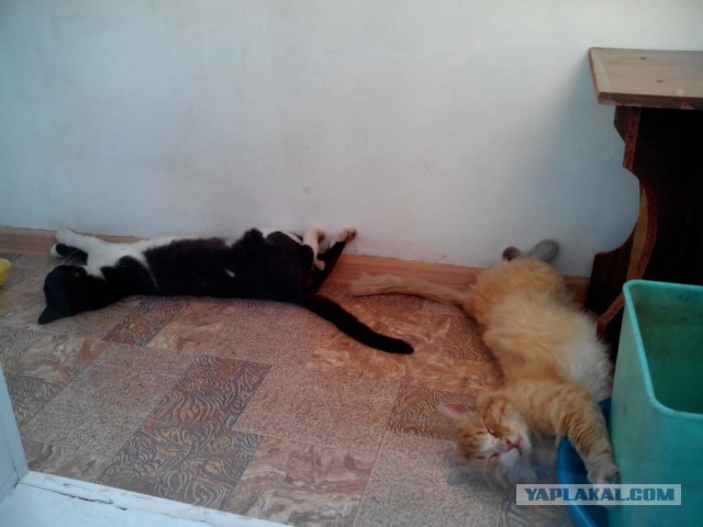 Котовторник 12.08.2014