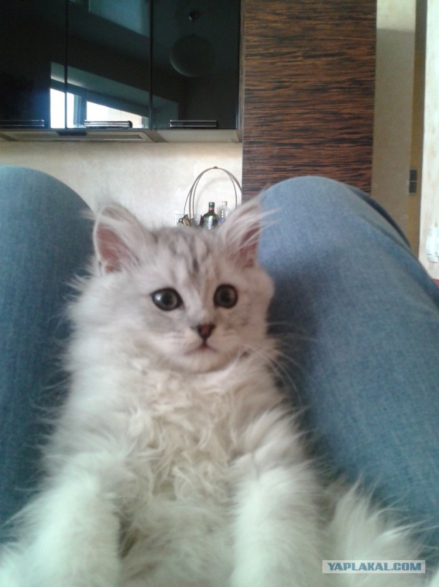 Котовторник 16.09.14