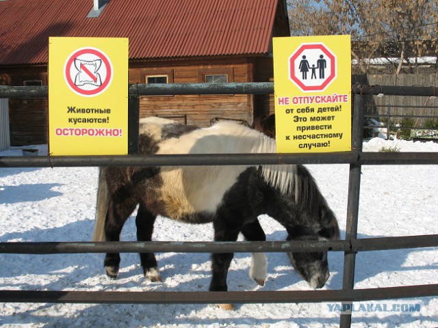 Просто фото