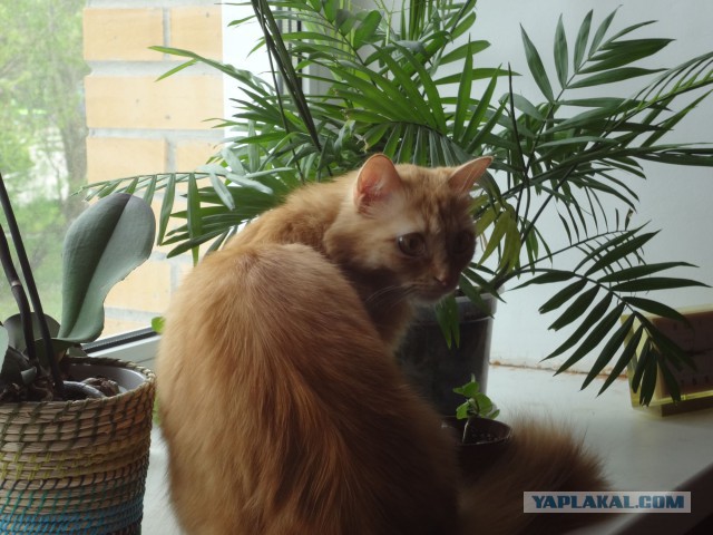 Котовторник 23.09.2014.