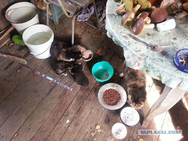 Котовторник 30.09.2014