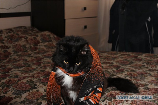 Котовторник 30.09.2014