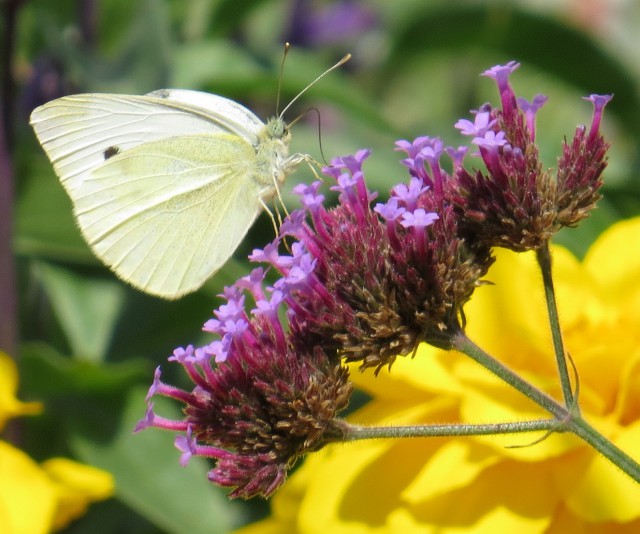 Хобби - макросъемка