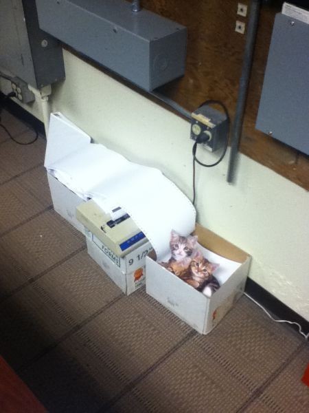 Котята! Охуенные! Охуенные! Котята!