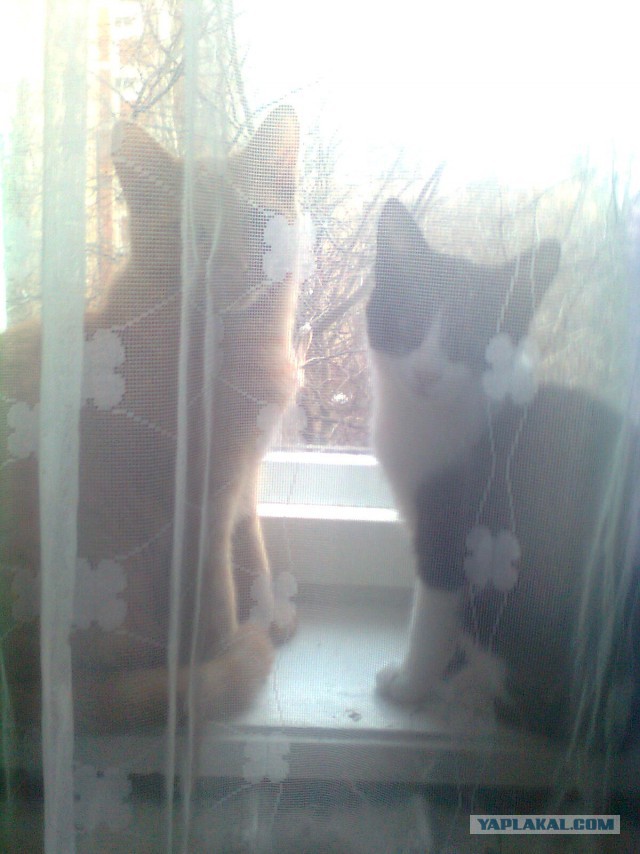 Котовторник 25.11.2014