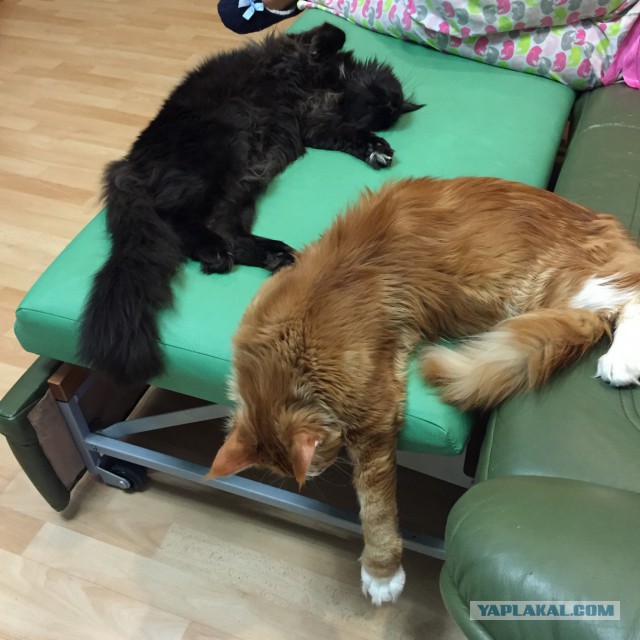 Котовторник