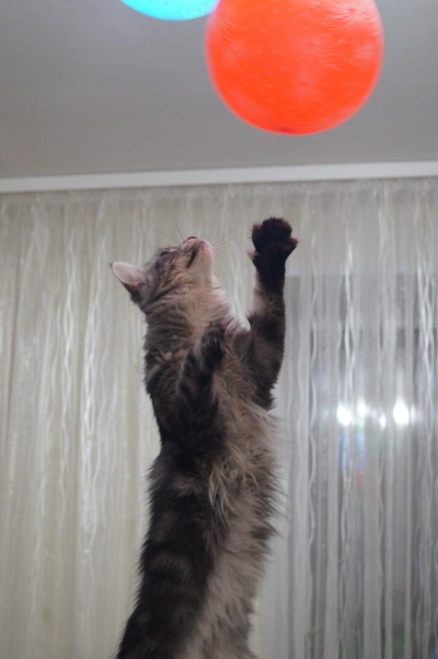 Котовторник