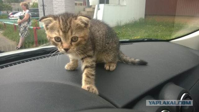 Животные. Мы к ним сильно привязаны?