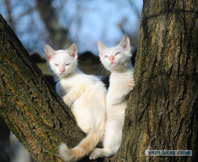 Котовторник 09.06.2015