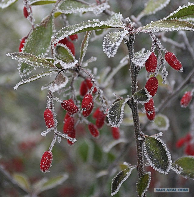 Ледяная зима