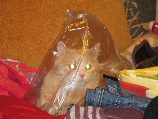 Котовторник наступил!:)