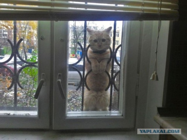А давайте улыбнёмся