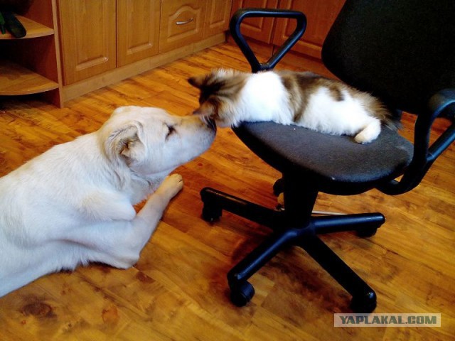 Как кошка с собакой