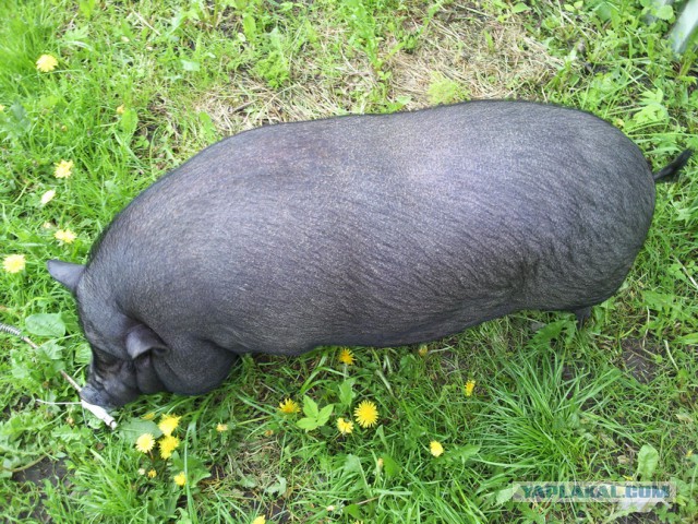 Инстаграм мини-свинки Пухли собрал более 31 тысячи подписчиков