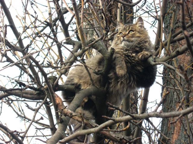 Котовторник  01.03.2016