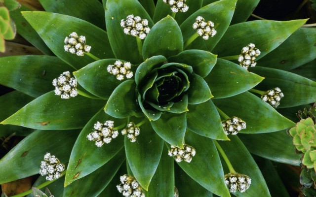 Кошка кормит и котят и щенят.