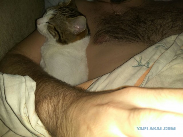 Котовторник 30.08.2016
