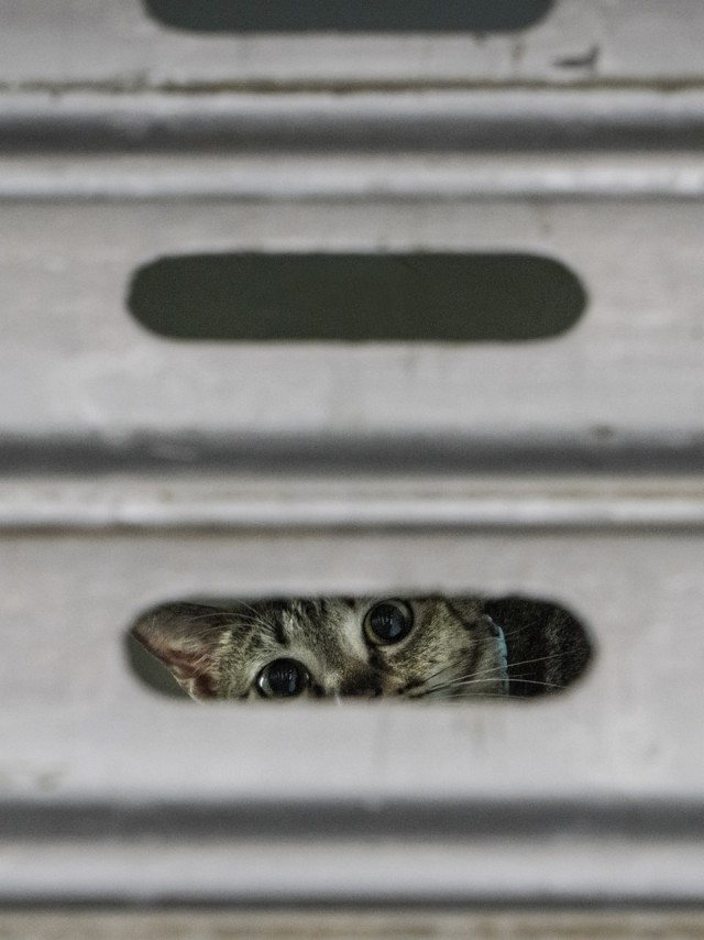 Котопрятки