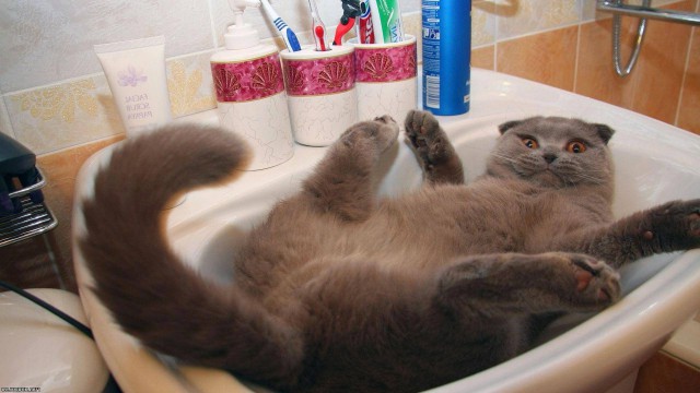 Коты из сети