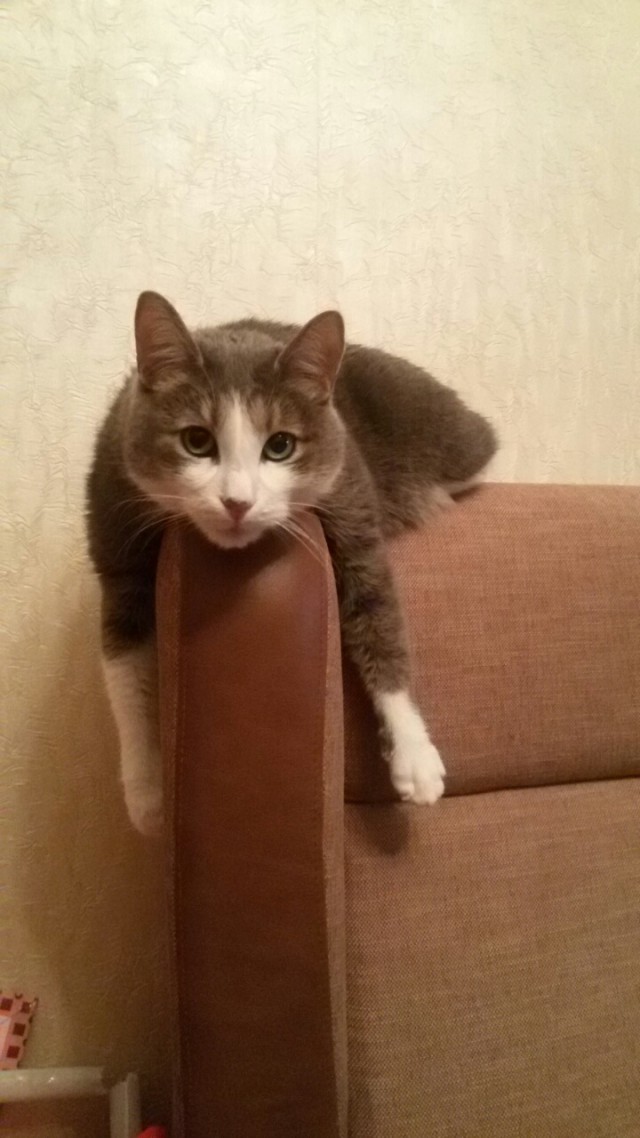 Котовторник 28.02.2017