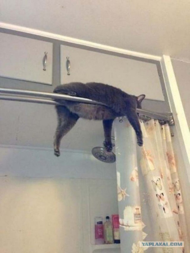 Коты попавшие в непростую жизненную ситуацию