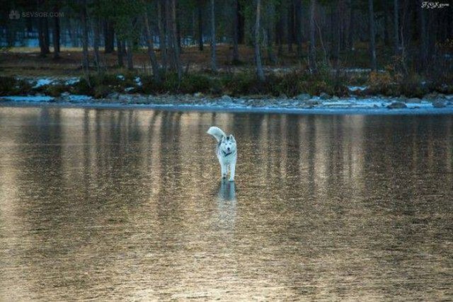 Самые смешные животные