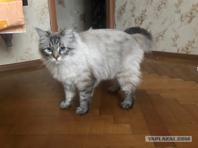 Как Мартин вырос.