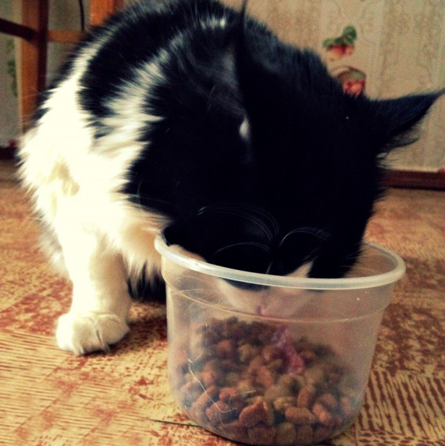 Коты и Кошки